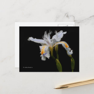 Cartão Postal Iris Shaga Cridada Floral Elegante