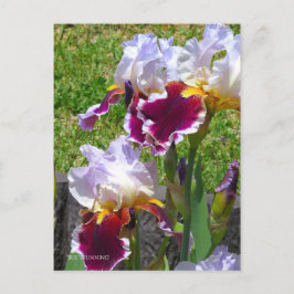 Cartão Postal Iris ‘Stunning’ [Postcard] ポストカード