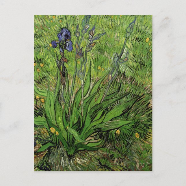 Cartão Postal Iris, Vincent van Gogh (Frente)