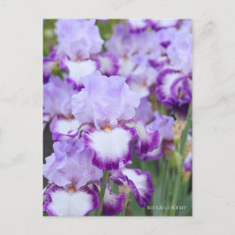 Cartão Postal Iris "Voo Eagle" [Cartão Postal] ポ ス ト Equipe カ
