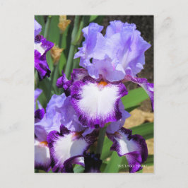 Cartão Postal Iris "Voo Eagle" [Cartão Postal] ポ ス ト Equipe カ