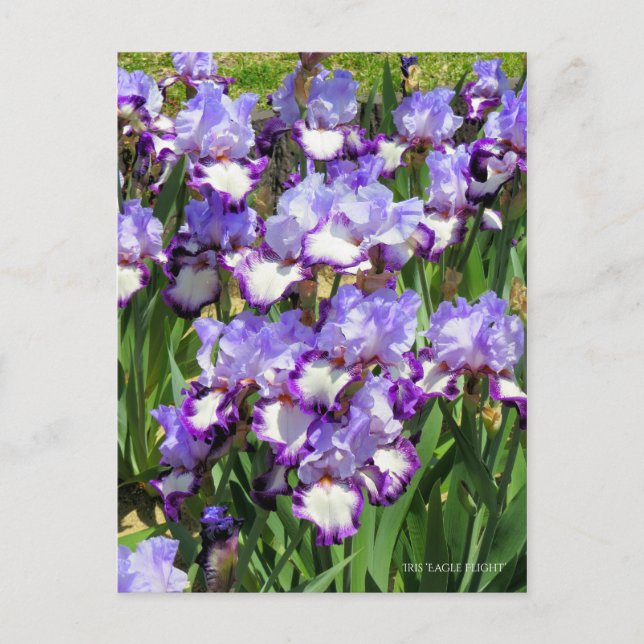Cartão Postal Iris "Voo Eagle" [Cartão Postal] ポ ス ト Equipe カ (Frente)