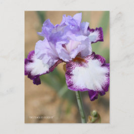 Cartão Postal Iris "Voo Eagle" [Cartão Postal] ポ ス ト Equipe カ