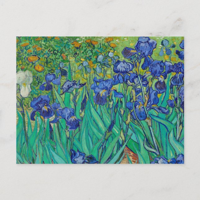 Cartão Postal Irises pelo cartão-postal Vincent van Gogh (Frente)
