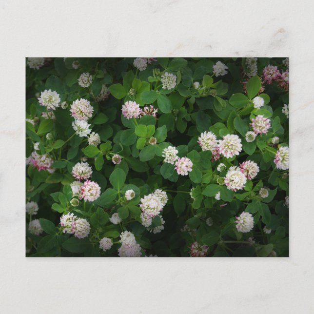 Cartão Postal Irish Clovers 4 Folha Deixa Ruas Sortudas. Dia dos (Frente)