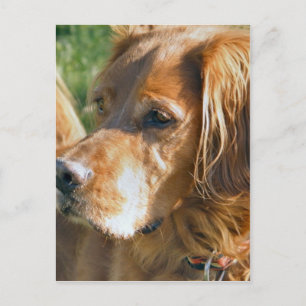 Cartão Postal Irish Setter