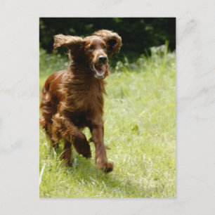 Cartão Postal Irish Setter