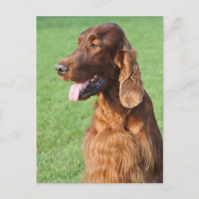 Cartão Postal Irish Setter (Frente)