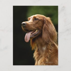 Cartão Postal Irish Setter 2