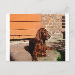 Cartão Postal irish setter lay.png