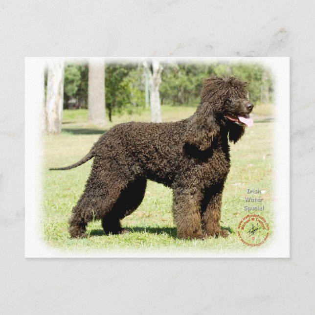 Cartão Postal Irish Water Spaniel 9R032D-232 (Frente)