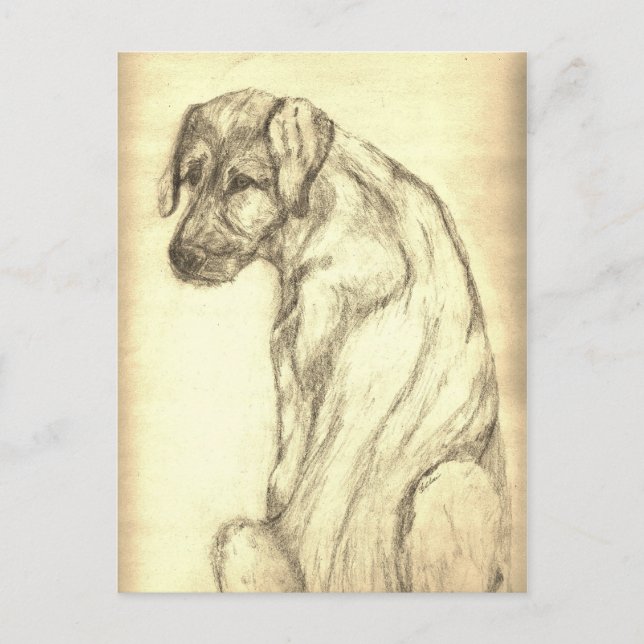 Cartão Postal Irish Wolfhound Puppy Looking Back Postcard (Frente)