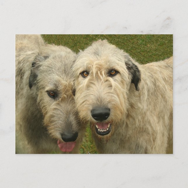 Cartão Postal Irish Wolfhounds (Frente)
