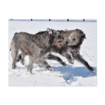 Irish Wolfhounds corre em neve