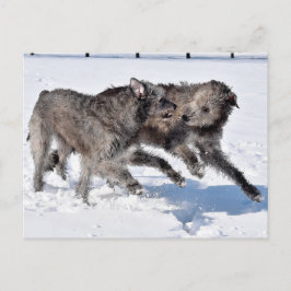 Cartão Postal Irish Wolfhounds corre em neve