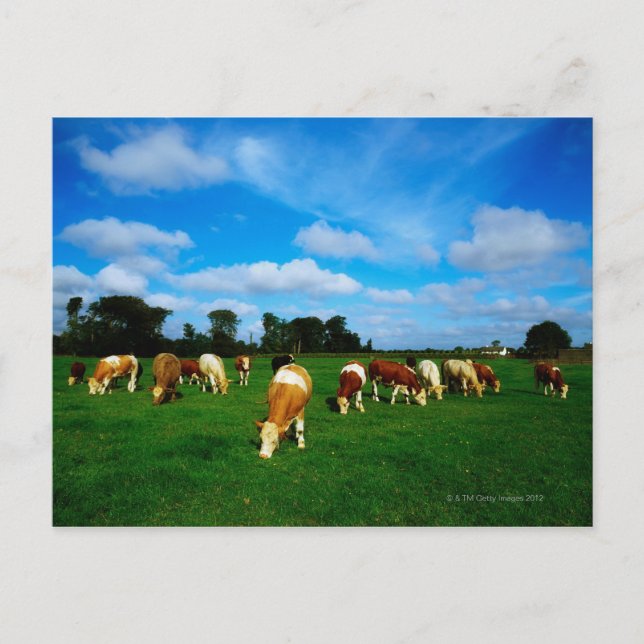 Cartão Postal Irlanda, Herd Of Cattle Grazing (Frente)