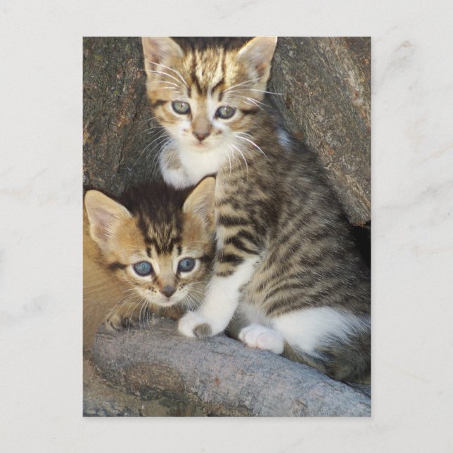 Cartão Postal Irmãos (Frente)