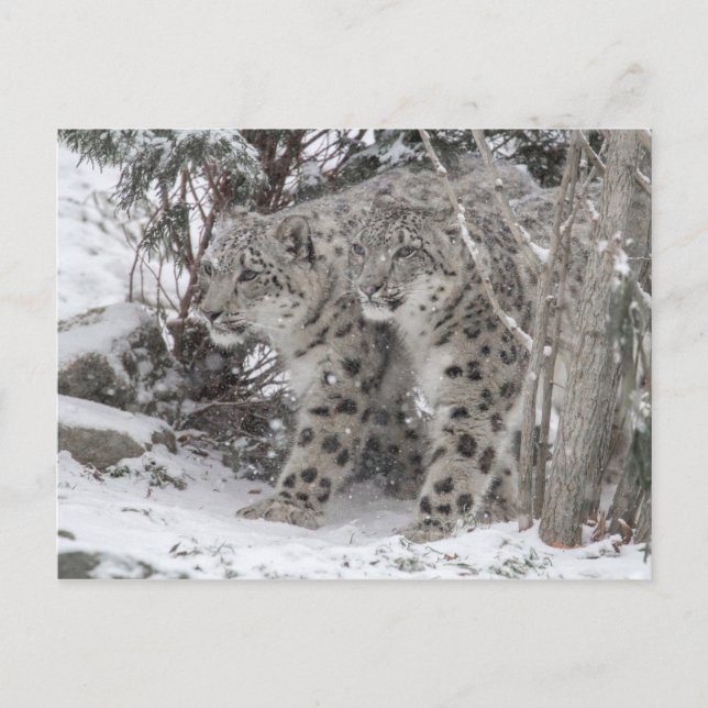 Cartão Postal Irmãos-leopardo-da-neve andando em profunda neve (Frente)