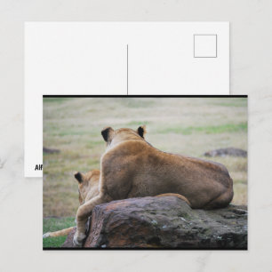 Cartão Postal Irmãs da Savana