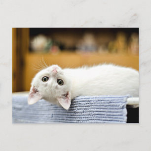 Cartão Postal Irresistível...gatinho fofo, amável e abraçável
