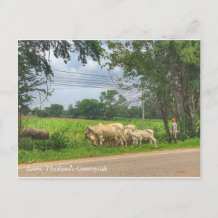 Cartão Postal Isaan, o campo da Tailândia