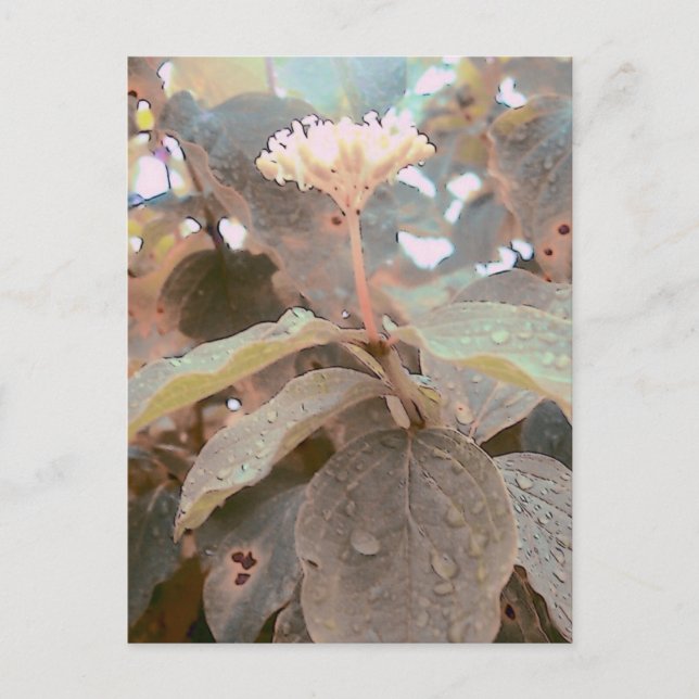 Cartão Postal Isaiah 41:13 (Frente)