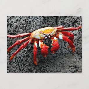 Cartão Postal Isla Seymour, Galápagos, Caranguejo Vermelho