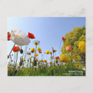 Cartão Postal Islândia Poppy:Cartão postal