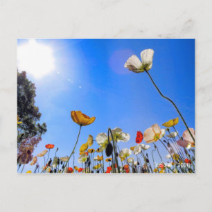 Cartão Postal Islândia Poppy [Cartão Postal] ポ ス ト Equip