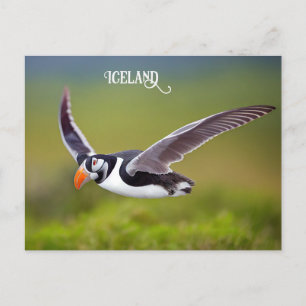 Cartão Postal Islândia Puffin