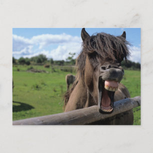 Cartão Postal Islandpferd, Isländer