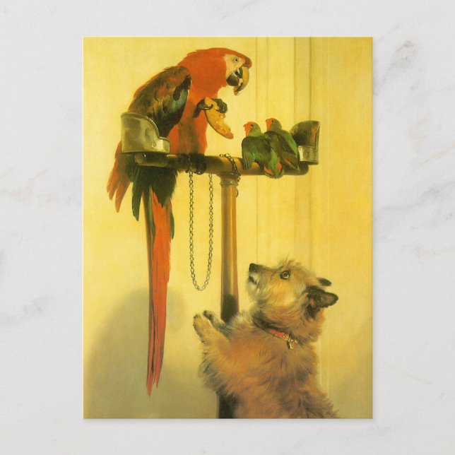 Cartão Postal Islay, Tilco, Macaw and Love Birds de Landseer (Frente)