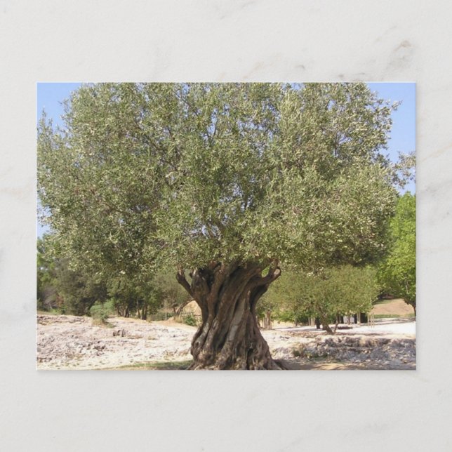 Cartão Postal Israel Olive Tree (Frente)