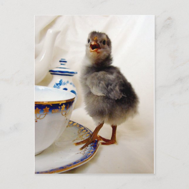 Cartão Postal "Isto não faz parte do meu contrato", diz o pintin (Frente)