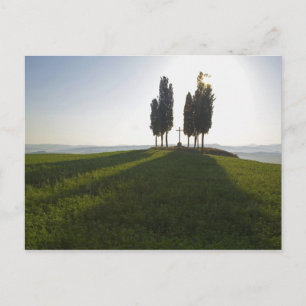 Cartão Postal Itália, Toscana, Ciprestes na Toscana com