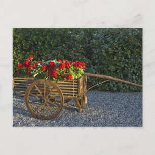 Cartão Postal Itália, Toscana. Gerânios vermelhos escorrem de um