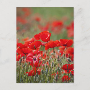 Cartão Postal Itália, Toscana, Massa de Poppies de Verão em