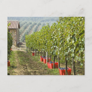 Cartão Postal Itália, Toscana, Montalcino. Recipientes de colhei