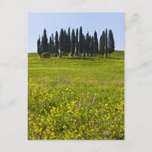 Cartão Postal Itália, Toscana, Val D'Orcia, Árvores no campo