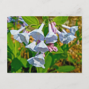 Cartão Postal Itens Coordenados de Virginia Bluebells
