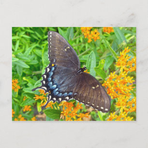 Cartão Postal Itens da Borboleta do Swallowtail de Tigre de Fase
