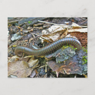 Cartão Postal Itens da Série Millipede
