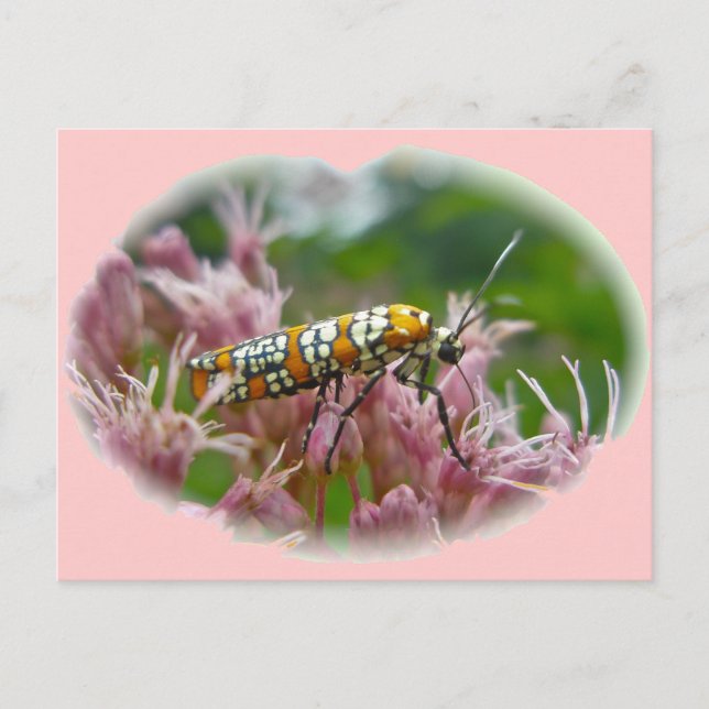 Cartão Postal Itens de Ailanthus Webworm Moth (Atteva punctella) (Frente)