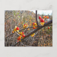 Itens de Berries de Vinha Bitterdoce