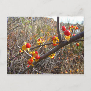 Cartão Postal Itens de Berries de Vinha Bitterdoce