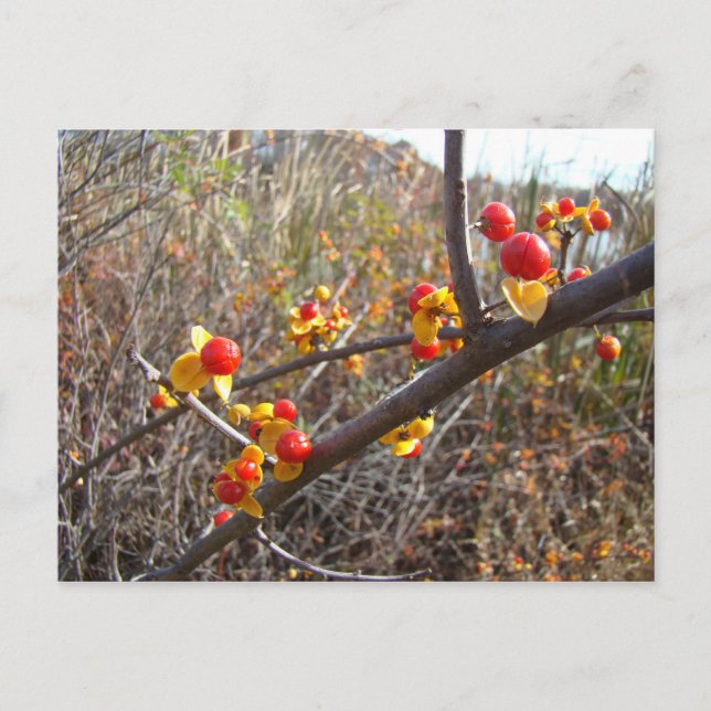 Cartão Postal Itens de Berries de Vinha Bitterdoce (Frente)