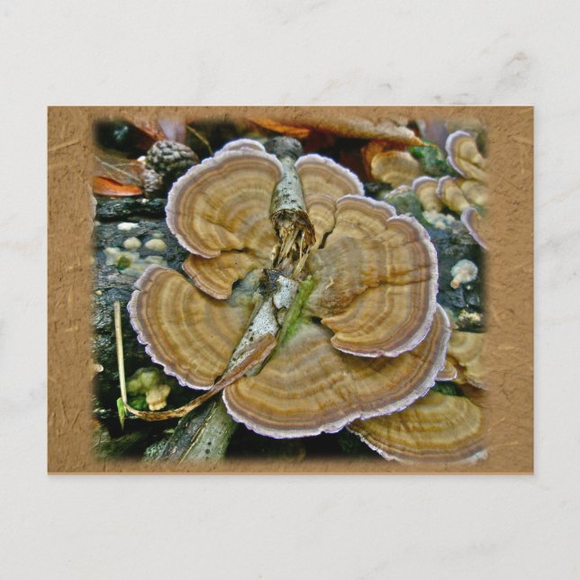 Cartão Postal Itens de Coordenação de Fungos de Borda Púrpura (Frente)