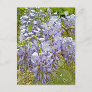 Cartão Postal Itens de Coordenação de Wisteria Roxa