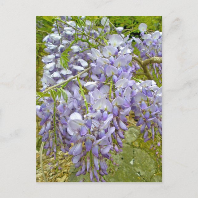 Cartão Postal Itens de Coordenação de Wisteria Roxa (Frente)