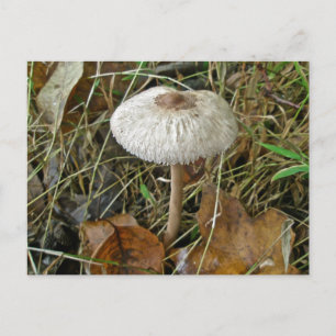Cartão Postal Itens de Coordenação do Cogumelo de Parasol Bran